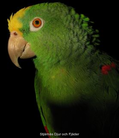 103_Yellow_naped_amazon_parrot_left_side.png