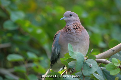 290_800px-Laughing_Dove_-_sb616.png
