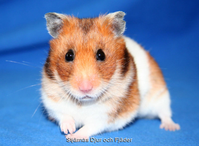 415_800px-Goldhamster_2.png