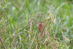 Emberiza chrysophrys