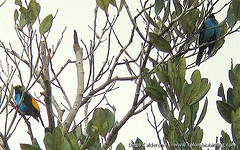 Tangara chilensis