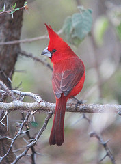 Cardinalis phoeniceus