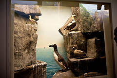 Pinguinus impennis