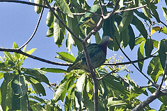 Ptilinopus viridis