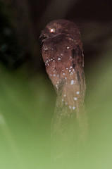 Nyctibius bracteatus