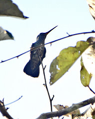 Amazilia fimbriata