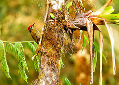 Veniliornis nigriceps