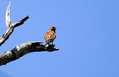 Falco moluccensis