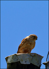 Falco cenchroides