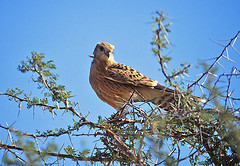 Falco rupicoloides