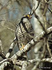 Falco zoniventris