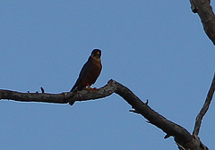 Falco cuvierii
