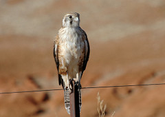 Falco berigora