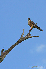 Falco fasciinucha