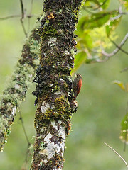 Margarornis squamiger