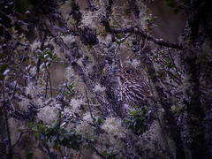Grallaria andicolus