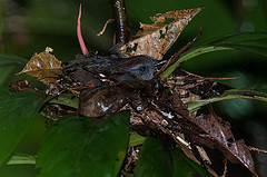 Conopophaga peruviana