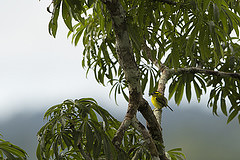 Todirostrum chrysocrotaphum