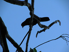 Corvus moneduloides