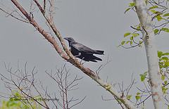 Corvus enca