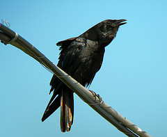 Corvus ossifragus