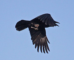 Corvus palmarum