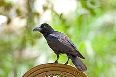Corvus macrorhynchos