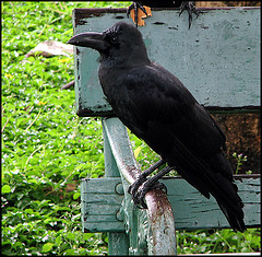 Corvus levaillantii