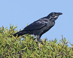 Corvus coronoides