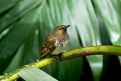 Pycnonotus bimaculatus