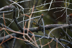 Pnoepyga albiventer