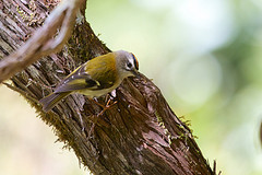 Madeirakungsfågel