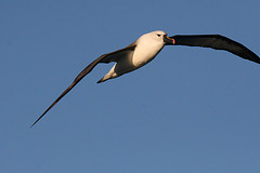 Gulnbbad albatross