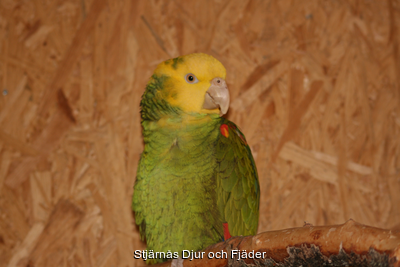 Amazon%20-%20Gulhuvad"