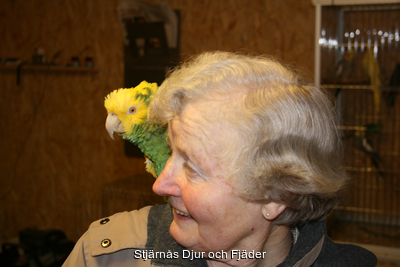 Amazon%20-%20Gulhuvad"