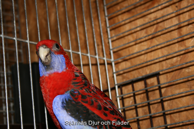   ** Rosella - Pennant **
