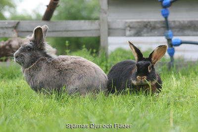 Kaniner/Smådjur"