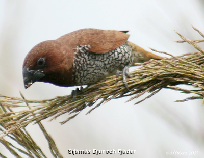 321_Scaly_breasted_Munia_I_IMG_3527.png