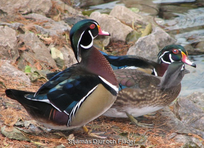 338_800px-Wood_Ducks_3_trio.png