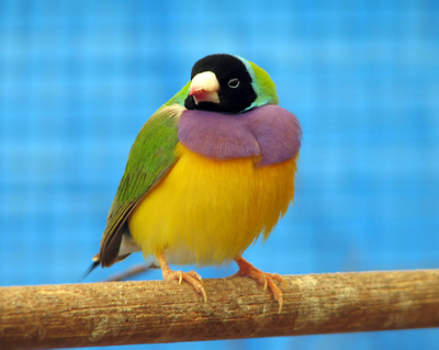 35_753px-Adult_gouldian_finch.png