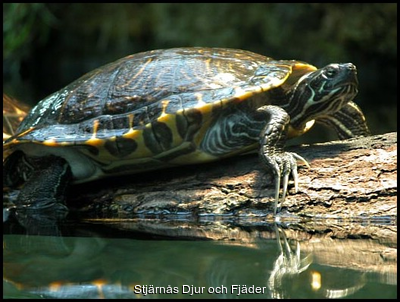 Gulbukad%20vattensköldpadda"