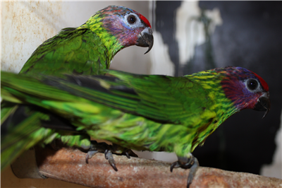    ** Lori - Goldies **