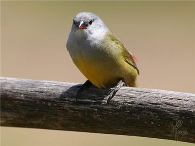 Astrild%20-%20Gulbukad"