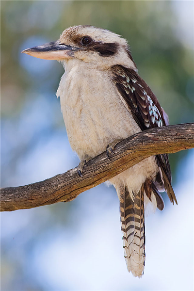    ** Kookaburra **