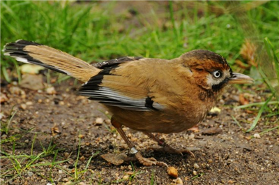 Mustaschfnittertrast