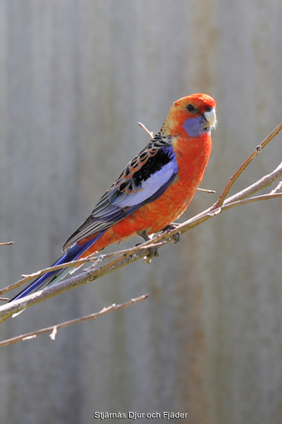 Rosella%20-%20Adelaide"