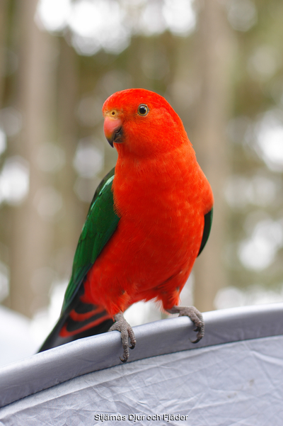 Australiensisk%20Kungsparakit"