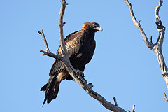 Hamirostra melanosternon