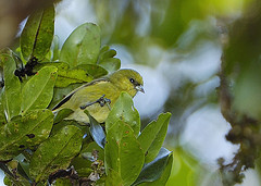 Loxops caeruleirostris