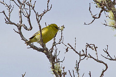 Chlorodrepanis virens